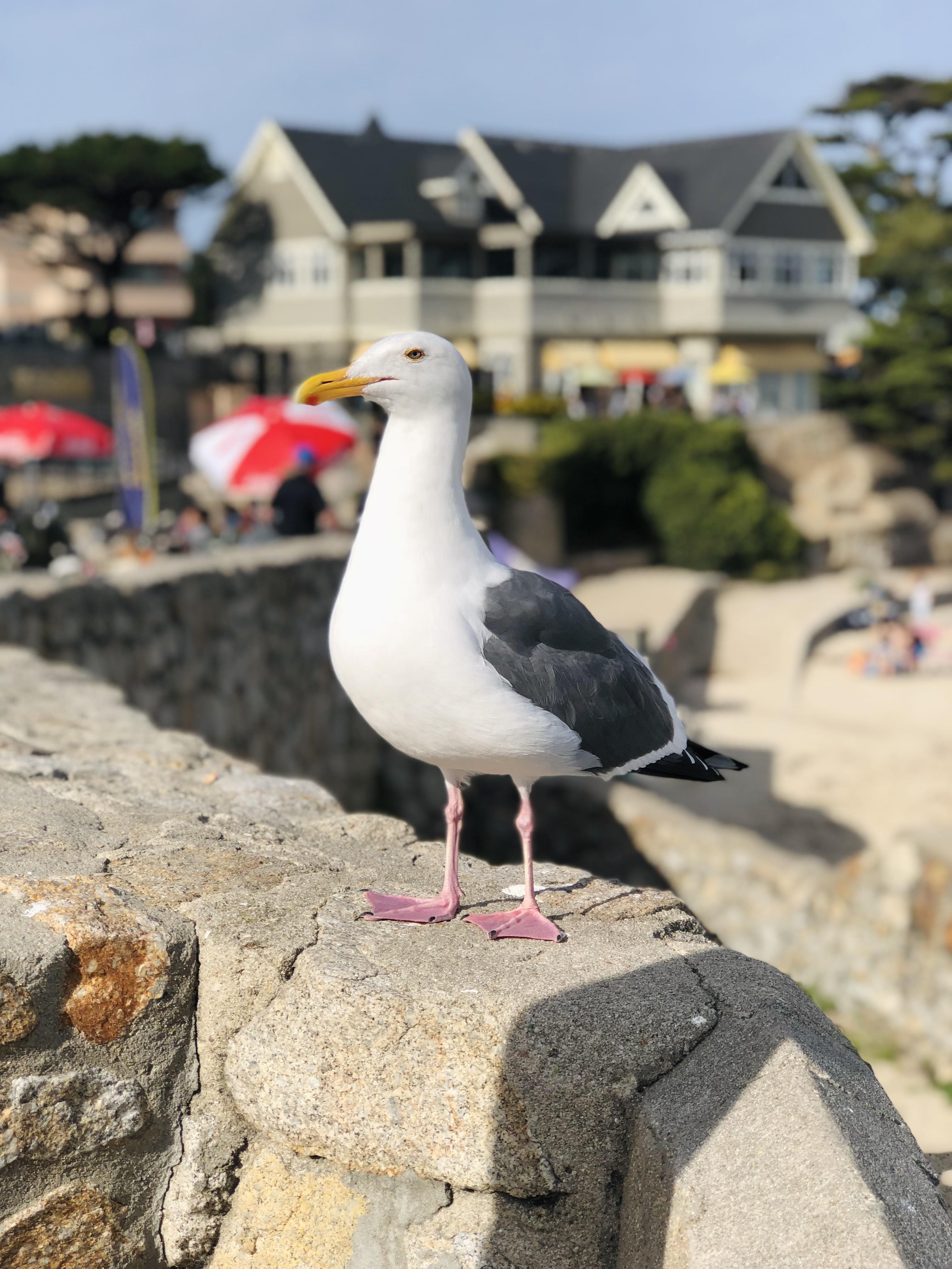 seagull